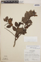 Gaultheria erecta Vent., Panama, R. L. Wilbur 13068, F