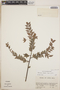 Gonocalyx almedae Luteyn, Costa Rica, R. W. Lent 1387, F