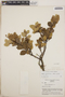 Lyonia squamulosa M. Martens & Galeotti, Mexico, C. Earle Smith, Jr. 3868, F