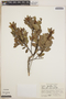 Lyonia squamulosa M. Martens & Galeotti, Mexico, D. E. Breedlove 21965, F