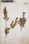 Lyonia squamulosa M. Martens & Galeotti, Mexico, C. G. Pringle 13096, F