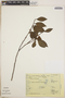 Lyonia squamulosa M. Martens & Galeotti, Mexico, S. Galen Smith 6033, F