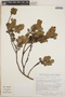 Lyonia squamulosa M. Martens & Galeotti, Mexico, M. Nee 24225, F