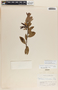 Macleania rupestris (Kunth) A. C. Sm., Costa Rica, A. F. Skutch 5464, F