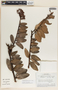 Macleania rupestris (Kunth) A. C. Sm., Costa Rica, W. C. Burger 11503, F