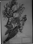 Field Museum photo negatives collection; München specimen of Trithrinax brasiliensis Mart., F. Sellow, Type [status unknown], M
