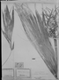 Field Museum photo negatives collection; München specimen of Trithrinax warscewiczii H. Wendl., PANAMA, M. Wagner 57, Type [status unknown], M