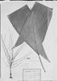Field Museum photo negatives collection; München specimen of Hyospathe elegans Mart., C. F. P. Martius, Type [status unknown], M