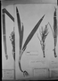 Field Museum photo negatives collection; München specimen of Juania australis Drude, Chile, C. G. Bertero 1447, Type [status unknown], M