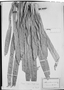 Field Museum photo negatives collection; München specimen of Scheelea insignis (Mart.) H. Karst., C. F. P. Martius, Type [status unknown], M