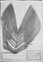 Field Museum photo negatives collection; München specimen of Scheelea insignis (Mart.) H. Karst., C. F. P. Martius, Type [status unknown], M