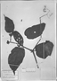Field Museum photo negatives collection; München specimen of Begonia epibaterium A. DC., C. F. P. Martius, Holotype, M