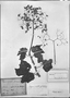 Field Museum photo negatives collection; München specimen of Begonia vitifolia var. bahiensis A. DC., C. F. P. Martius, Type [status unknown], M