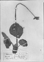 Field Museum photo negatives collection; München specimen of Begonia parvipeltata var. bahiensis A. DC., C. F. P. Martius, Type [status unknown], M
