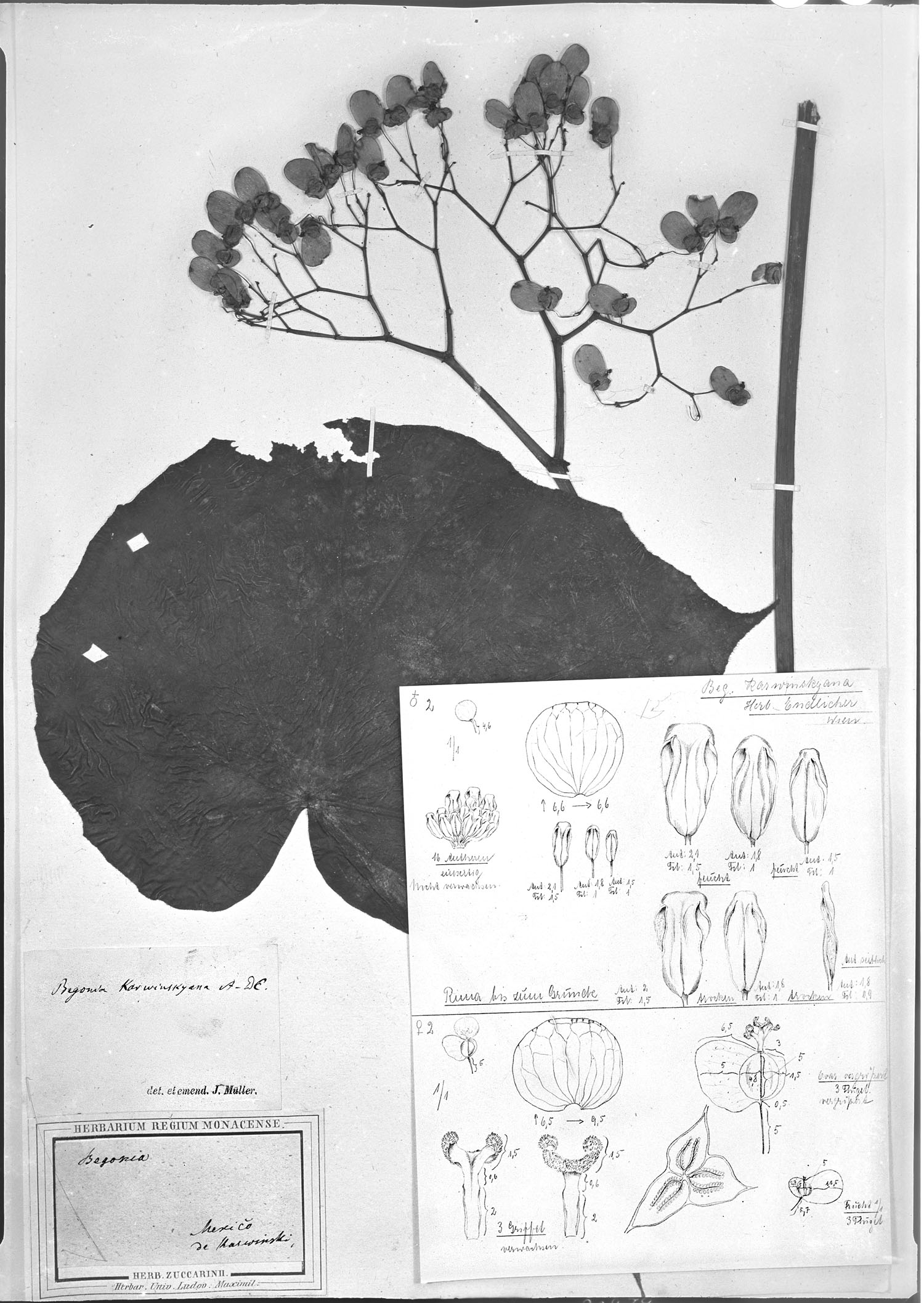 Begonia karwinskyana image