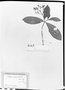 Field Museum photo negatives collection; München specimen of Rudgea psammophila Müll. Arg., C. F. P. Martius, Type [status unknown], M