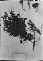 Field Museum photo negatives collection; München specimen of Dimorphandra mollis Benth., J. B. E. Pohl s.n., Syntype, M