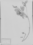 Field Museum photo negatives collection; München specimen of Blakea rostrata Burg ex Triana, PERU, W. Lechler 2401, Type [status unknown], M
