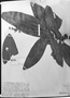 Field Museum photo negatives collection; München specimen of Miconia ferruginata (Mart. & Schrank) DC., C. F. P. Martius, Type [status unknown], M
