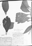 Field Museum photo negatives collection; München specimen of Clidemia heteroneura Cogn., C. F. P. Martius, Type [status unknown], M