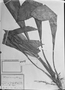 Field Museum photo negatives collection; München specimen of Carludovica crenifolia Mart. ex Drude, C. F. P. Martius, Holotype, M