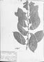 Field Museum photo negatives collection; München specimen of Annona acutiflora Mart., C. F. P. Martius, Type [status unknown], M