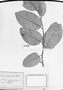 Field Museum photo negatives collection; München specimen of Annona lasiocalyx Mart., C. F. P. Martius, Type [status unknown], M