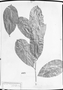 Field Museum photo negatives collection; München specimen of Annona marcgravii Mart., C. F. P. Martius, Type [status unknown], M
