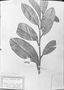 Field Museum photo negatives collection; München specimen of Annona monticola Mart., C. F. P. Martius, Type [status unknown], M