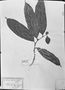 Field Museum photo negatives collection; München specimen of Guatteria blepharophylla Mart., C. F. P. Martius, Syntype, M
