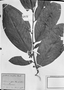 Field Museum photo negatives collection; München specimen of Guatteria cauliflora Mart., C. F. P. Martius, Type [status unknown], M