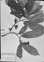 Field Museum photo negatives collection; München specimen of Guatteria poeppigiana Mart., C. F. P. Martius, Type [status unknown], M