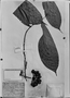 Field Museum photo negatives collection; München specimen of Guatteria venificiorum Mart., C. F. P. Martius, Type [status unknown], M