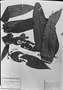 Field Museum photo negatives collection; München specimen of Duguetia leptocarpa Benth., R. Spruce, Type [status unknown], M