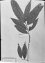 Field Museum photo negatives collection; München specimen of Duguetia longicuspis Benth., R. Spruce 1742, Isotype, M