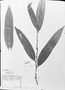 Field Museum photo negatives collection; München specimen of Duguetia pohliana Mart., J. B. E. Pohl, Type [status unknown], M
