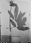 Field Museum photo negatives collection; München specimen of Duguetia uniflora Mart., C. F. P. Martius, M