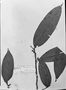 Field Museum photo negatives collection; München specimen of Anaxagorea brevipes Benth., R. Spruce 1922, Type [status unknown], M