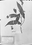 Field Museum photo negatives collection; München specimen of Xylopia benthamii R. E. Fr., R. Spruce 1063, Type [status unknown], M