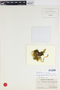 Lepidopilum polytrichoides image