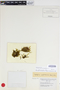 Lepidopilum surinamense image