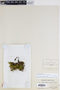 Thamniopsis undata image