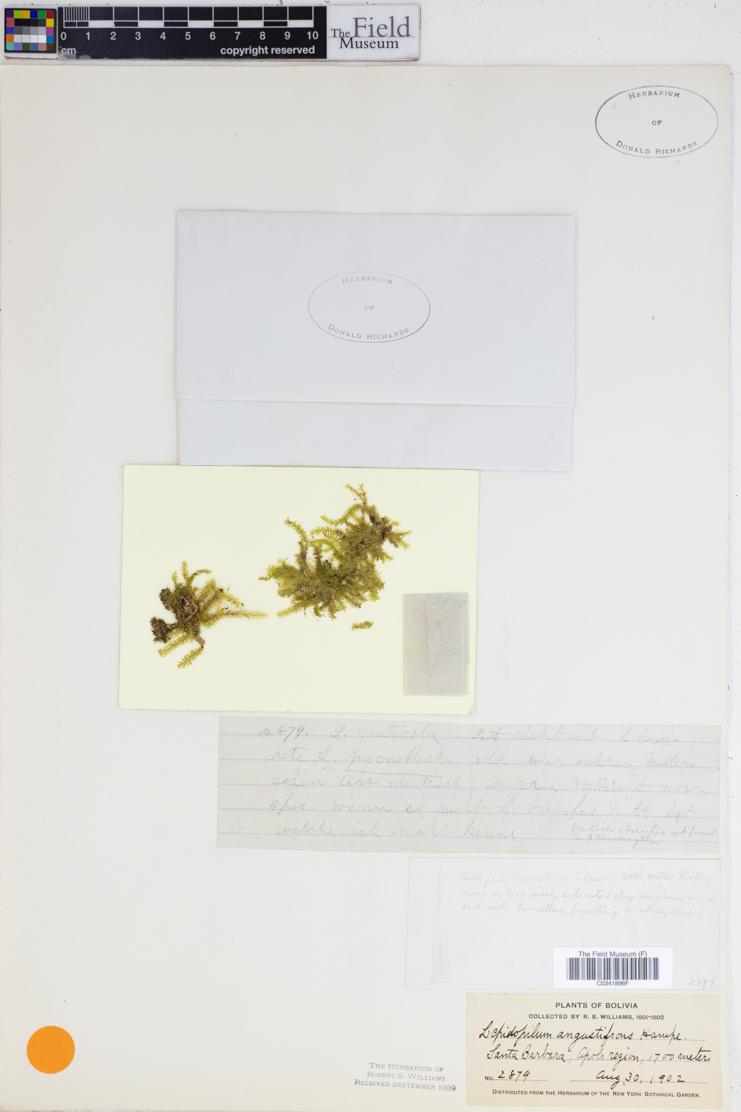 Lepidopilum angustifrons image