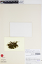 Thamniopsis pendula image