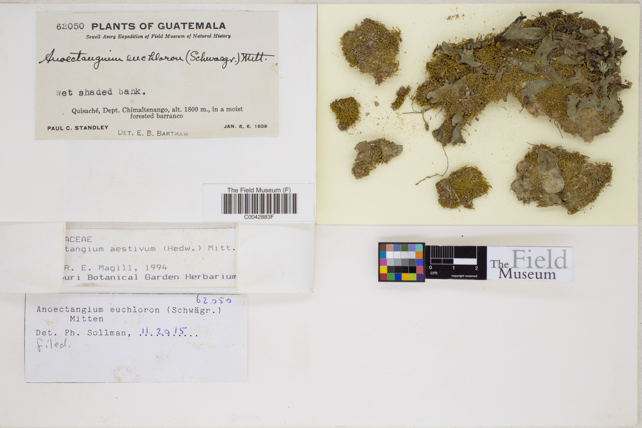 P. C. Standley Botanical Collections