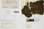 The complete conversion and digitization of the Field Museum's Bryophyte collection: Working towards a networking hub of bryophyte specimen and taxonomic data