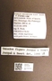3479187 Tenedos figaro, male, labels
