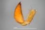 3479182 Tenedos quadrangulatus, male, palp