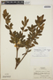 Rhododendron cf. simsii Planch., Honduras, A. Molina R. 15235, F
