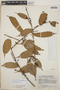 Satyria panurensis (Benth. ex Meisn.) Hook. f. ex Nied., Guatemala, J. A. Steyermark 49266, F